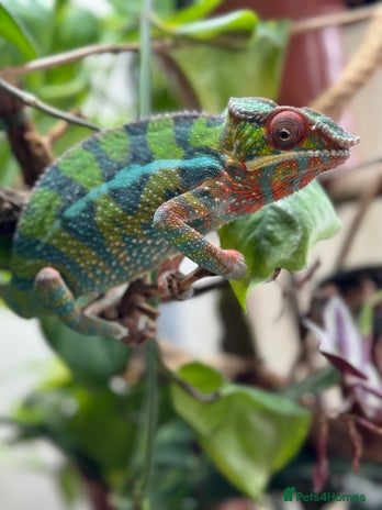 Chameleon reptiles - Advert 2