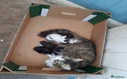 British Shorthair cats for sale: Lovely kittens            - Image 19