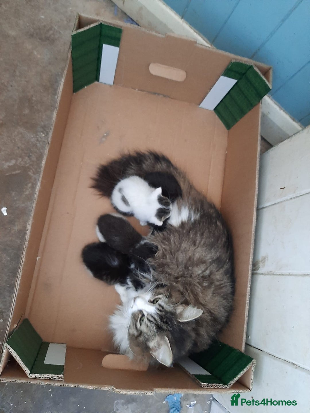 British Shorthair cats for sale: Lovely kittens            - Image 19