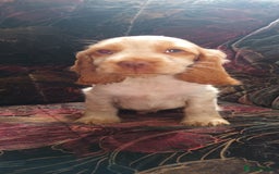 Cocker Spaniel dogs for sale: 5 gorgeous show type cocker spaniel puppies  - Image 3