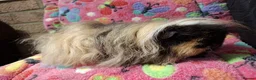 Guinea Pig rodents for sale: Young Retired Merino Sow  - Advert 2