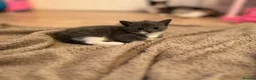 Mixed Breed cats for sale: Beautiful kittens looking for 5* homes  - Advert 6