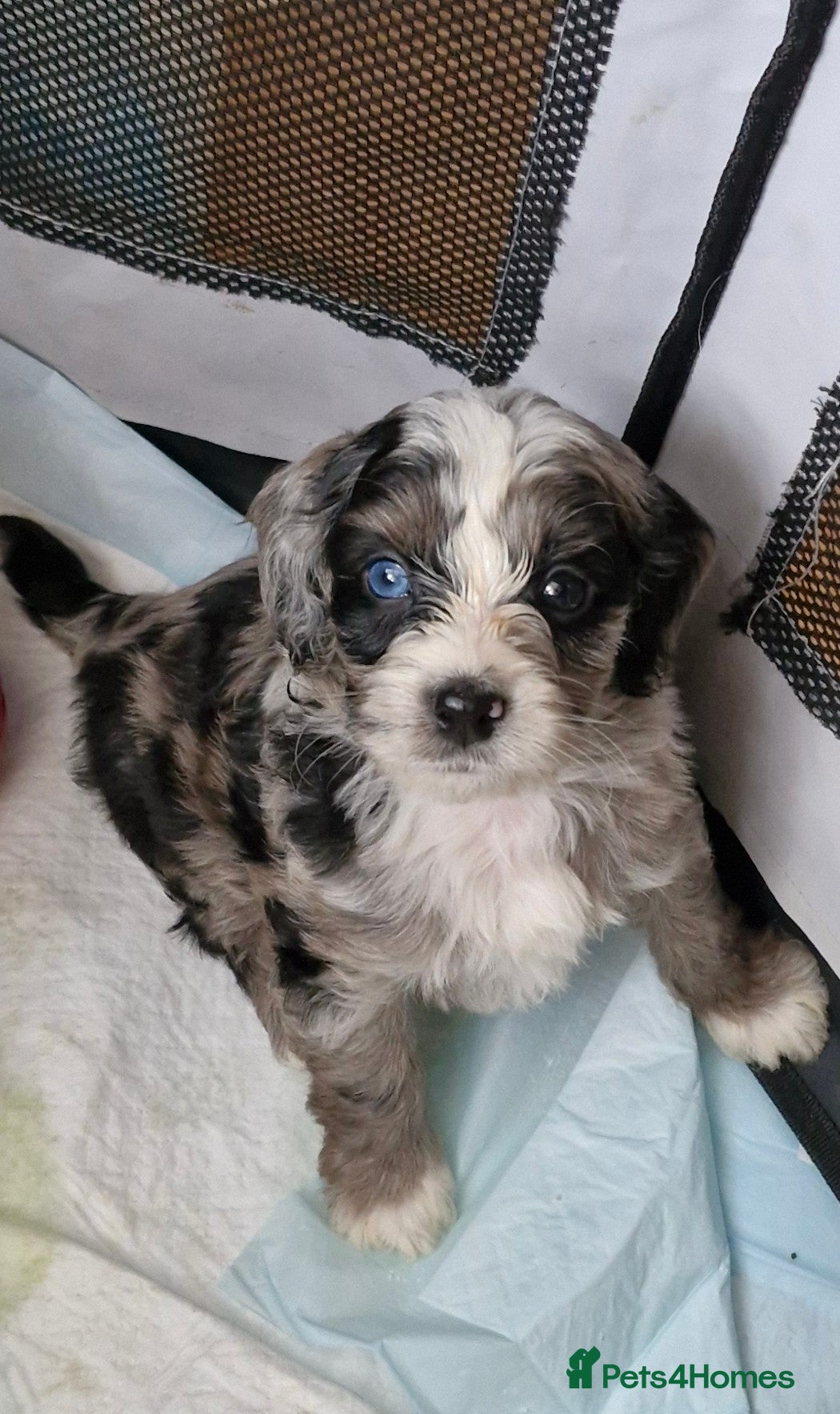 Mixed Breed dogs Schnoodle/Cockerpoo/Bischon Puppies AVAILABLE  - Advert 5