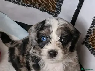 Mixed Breed dogs Schnoodle/Cockerpoo/Bischon Puppies AVAILABLE - Advert 5