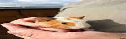 Guinea Pig rodents for sale: Baby guinea pigs in Melksham - Advert 3
