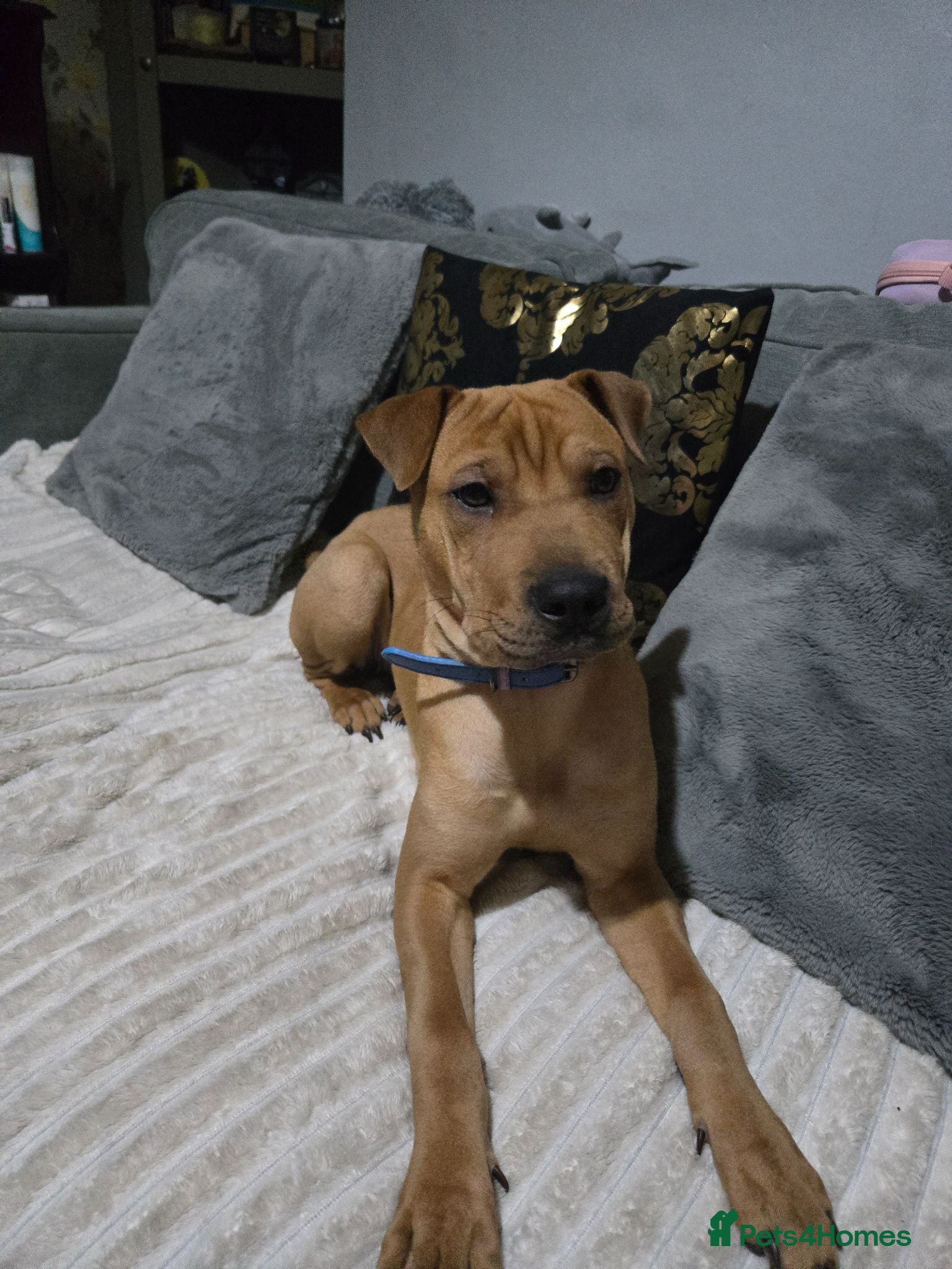 Mixed Breed dogs Sha pei cross rottweiler  - Advert 1