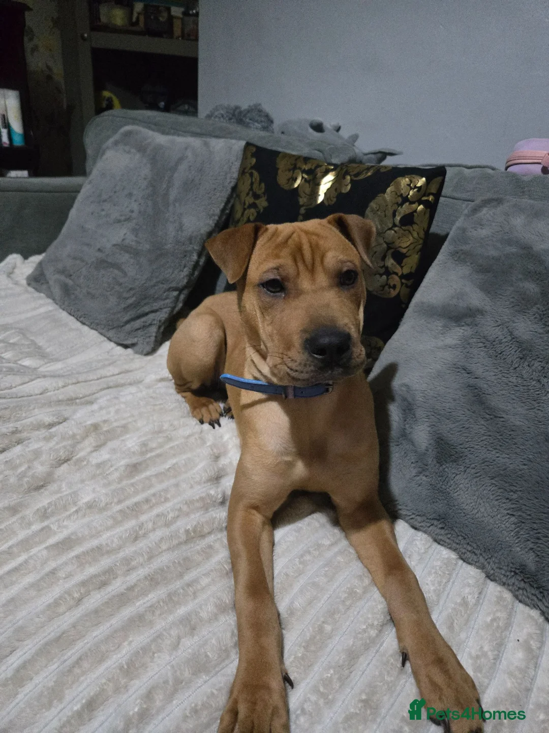 Mixed Breed dogs for sale: Sha pei cross rottweiler  - Advert 1