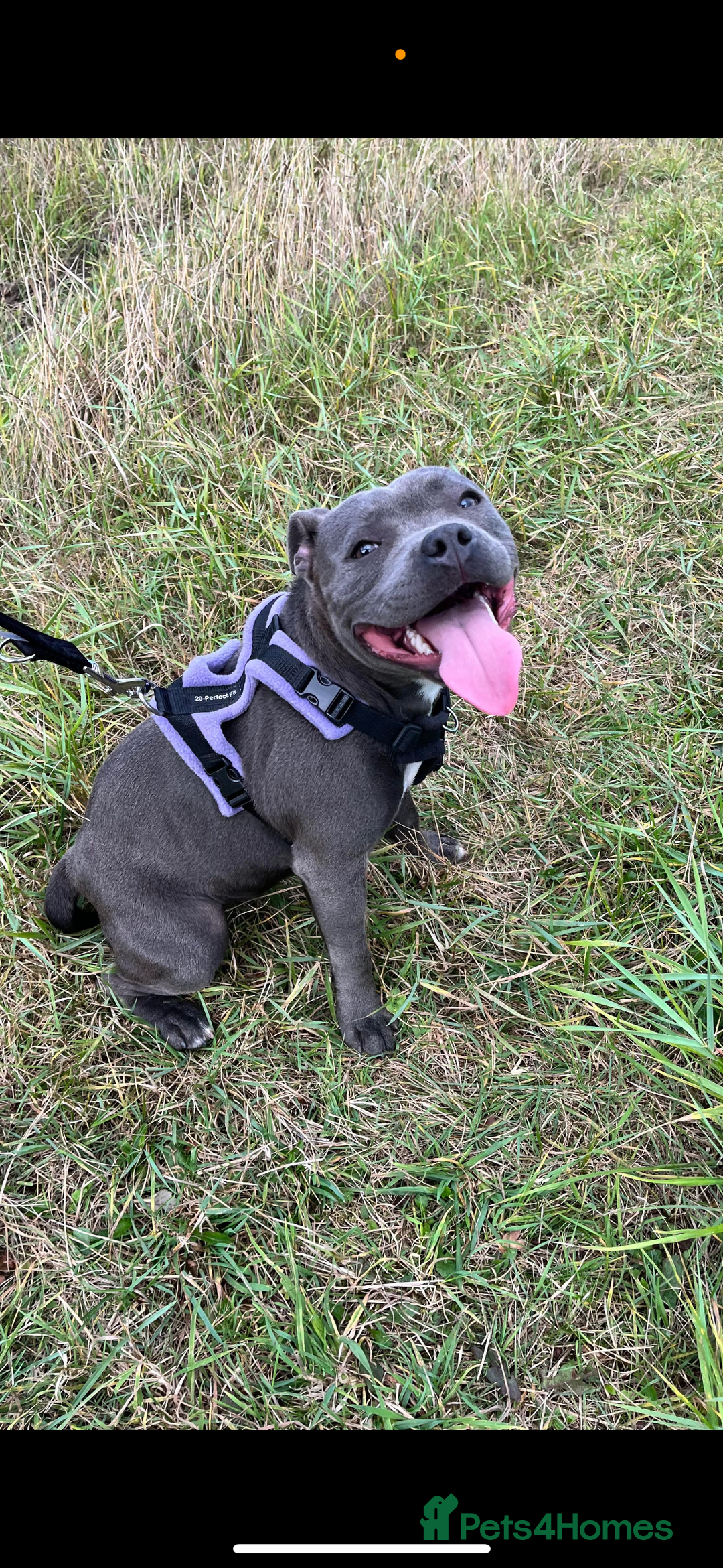 Staffordshire Bull Terrier dogs for sale: Staffordshire bull terrier puppies - Advert 25