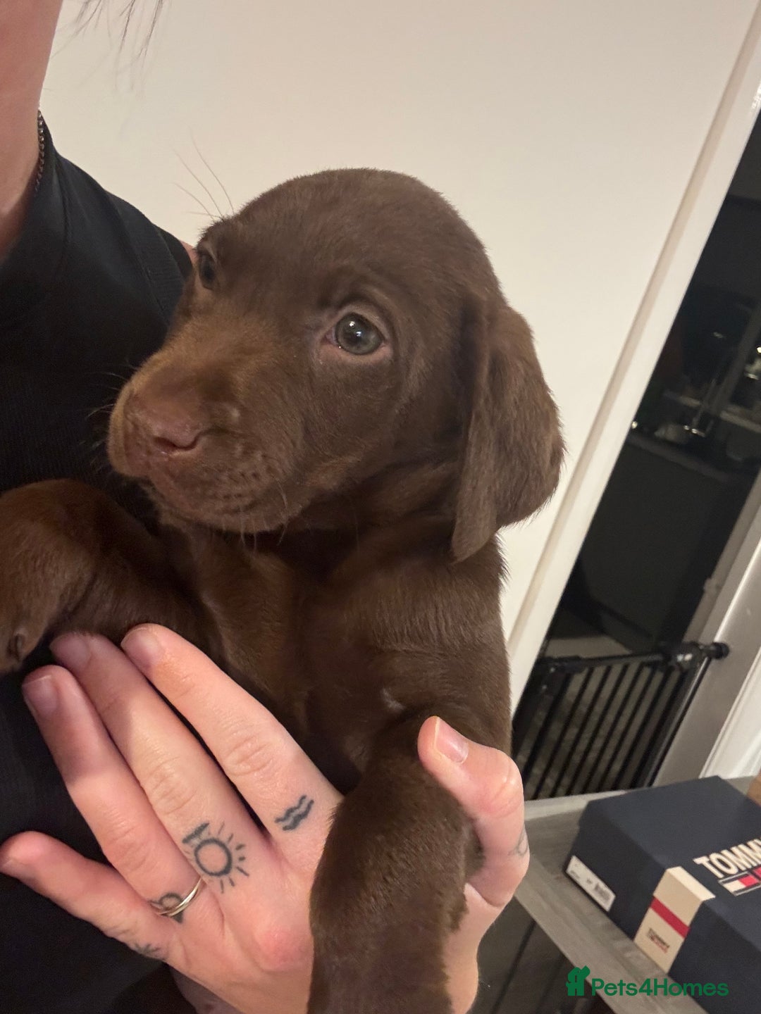 Labrador Retriever dogs for sale: labradors looking for their forever homes  - Advert 2