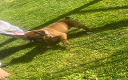 Boxer dogs for sale: Stunning Kc Boxer Puppies - Image 32