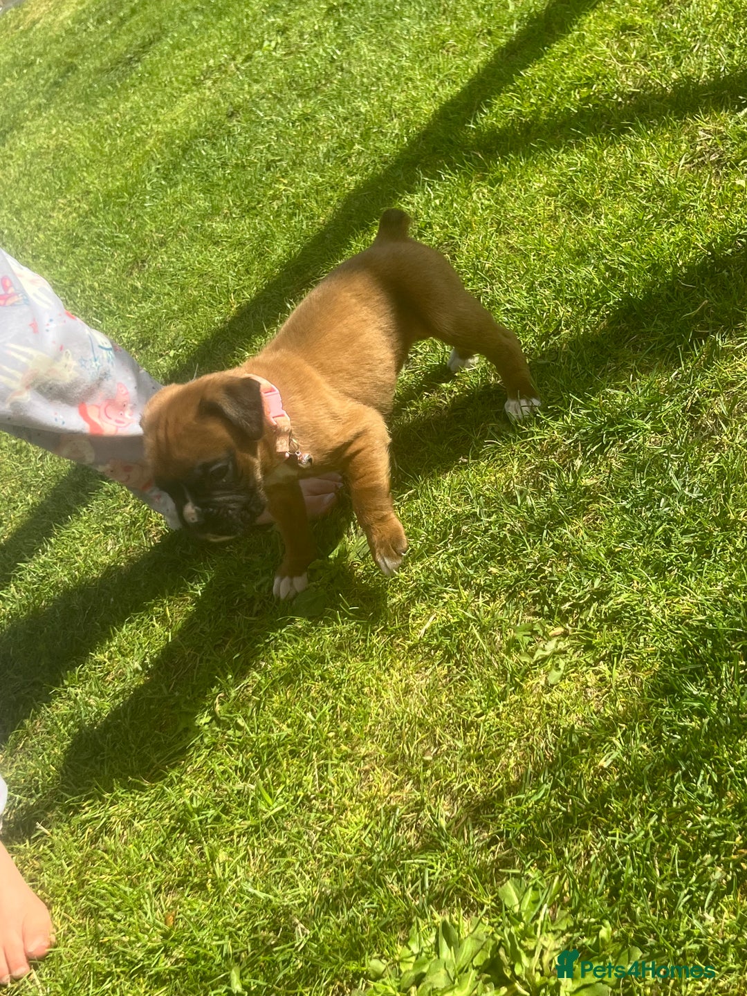Boxer dogs for sale: Stunning Kc Boxer Puppies - Image 32