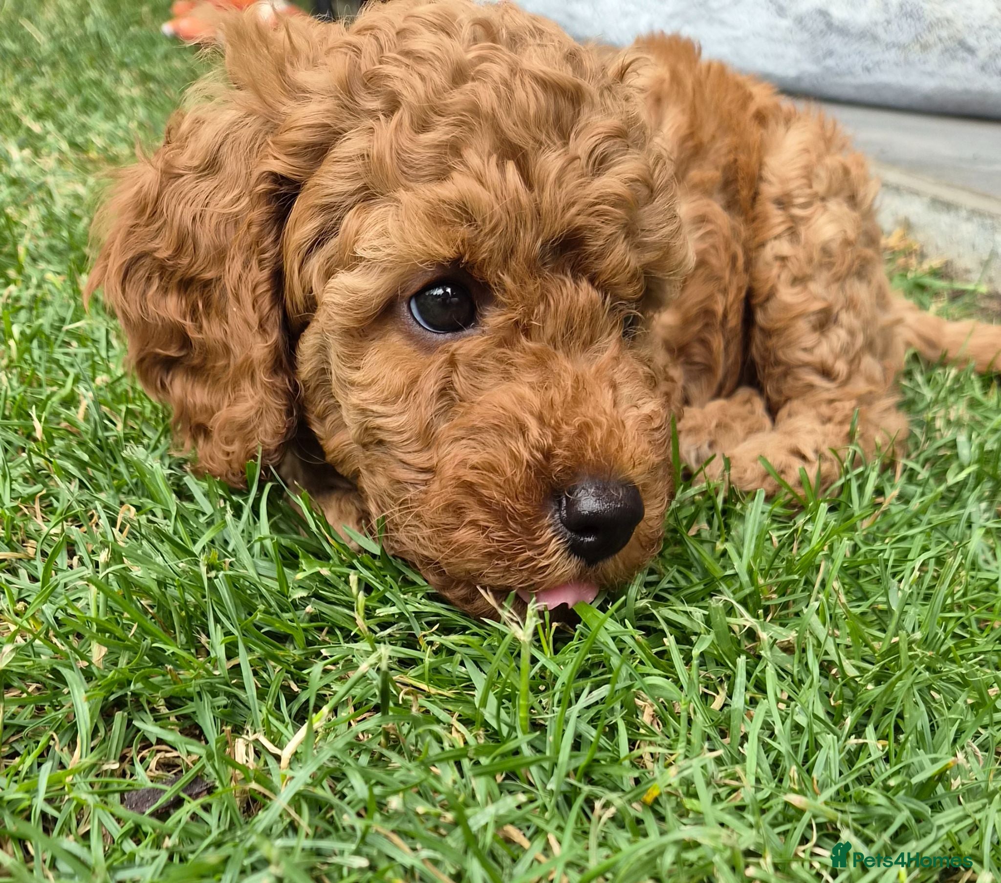 Cockapoo dogs Gorgeous Cockapoo Puppies Available forReservation - Advert 1