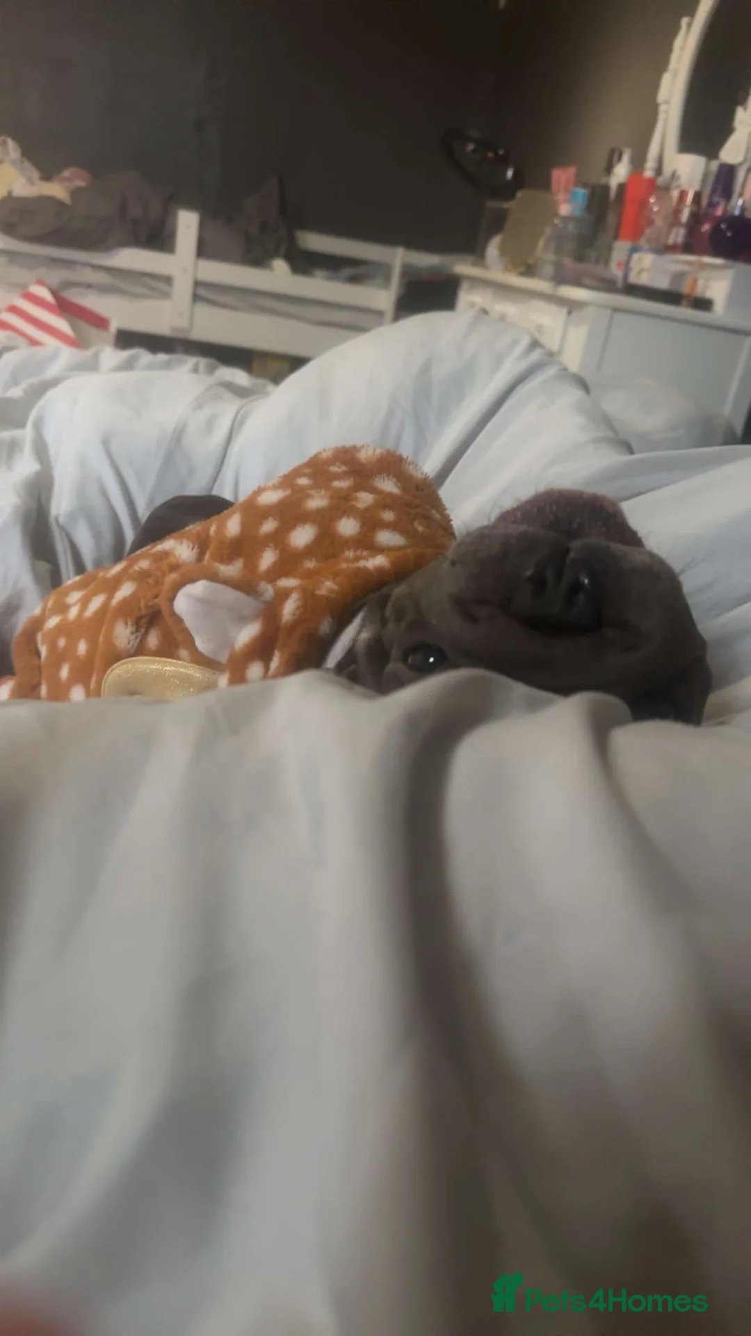 French Bulldog dogs for sale: Cece The Frenchie in Basildon - Advert 7