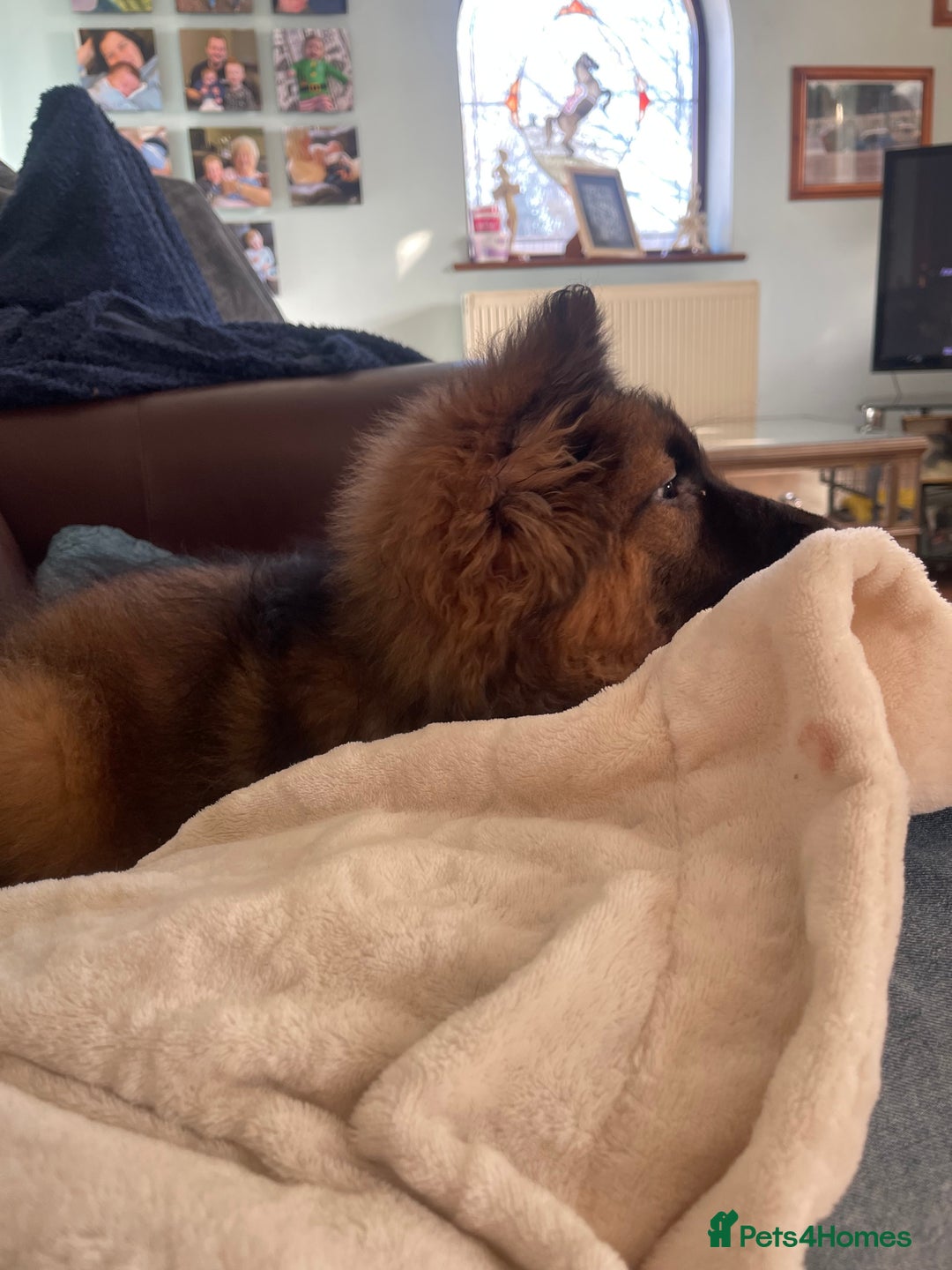 German Shepherd dogs for sale: German Shepherd MALE - Huge  - Advert 36