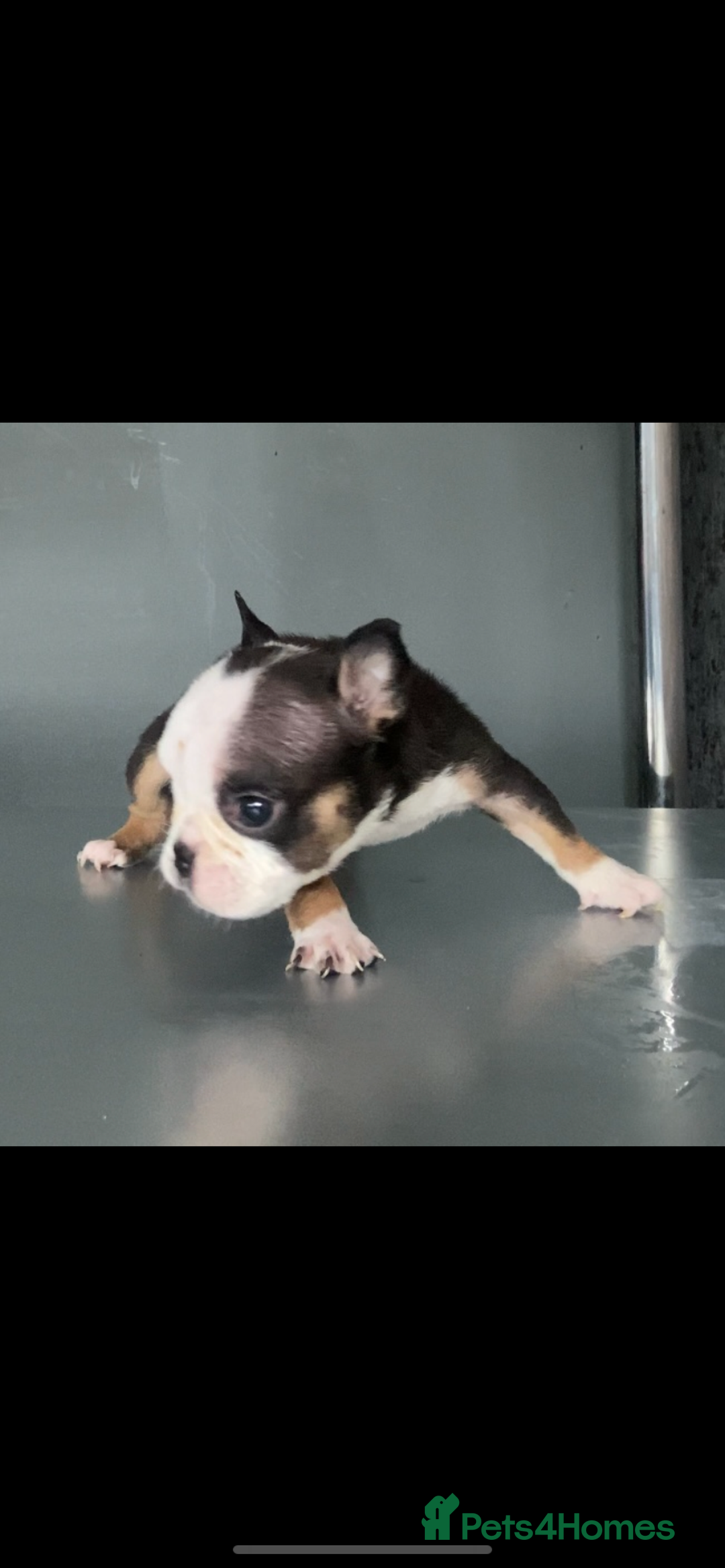English Bulldog dogs for sale: KC registered English Bulldog Puppies  - Image 11