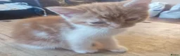 Mixed Breed cats for sale: British shorthair x kittens - Advert 13