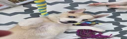 Huskita dogs for sale: Puppies for sale - Advert 9