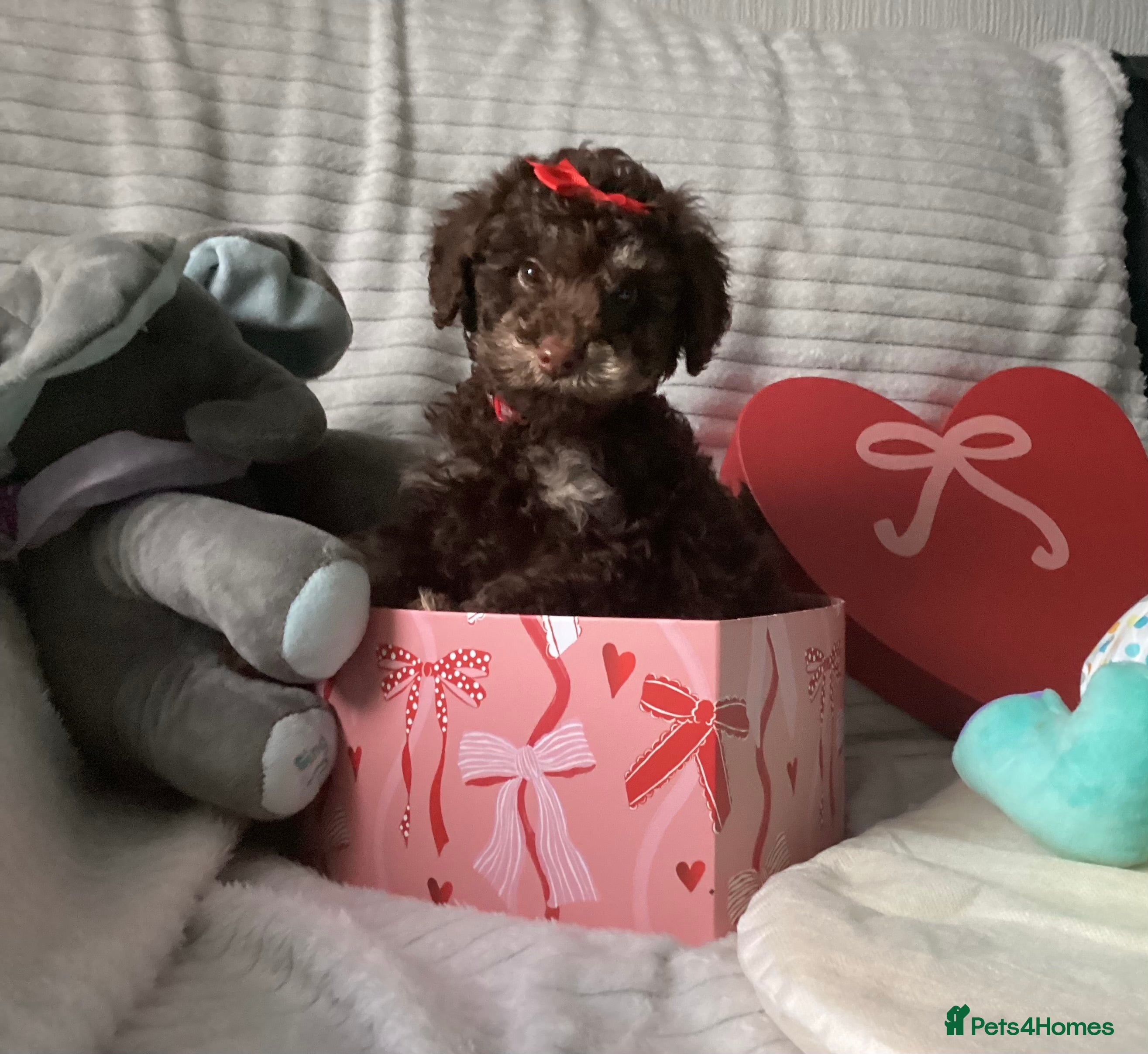 Doxiepoo dogs Beautiful toy poodle phantom rare colour 3/4 pups - Advert 2
