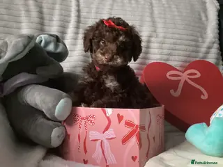 Doxiepoo dogs Beautiful toy poodle phantom rare colour 3/4 pups - Advert 2