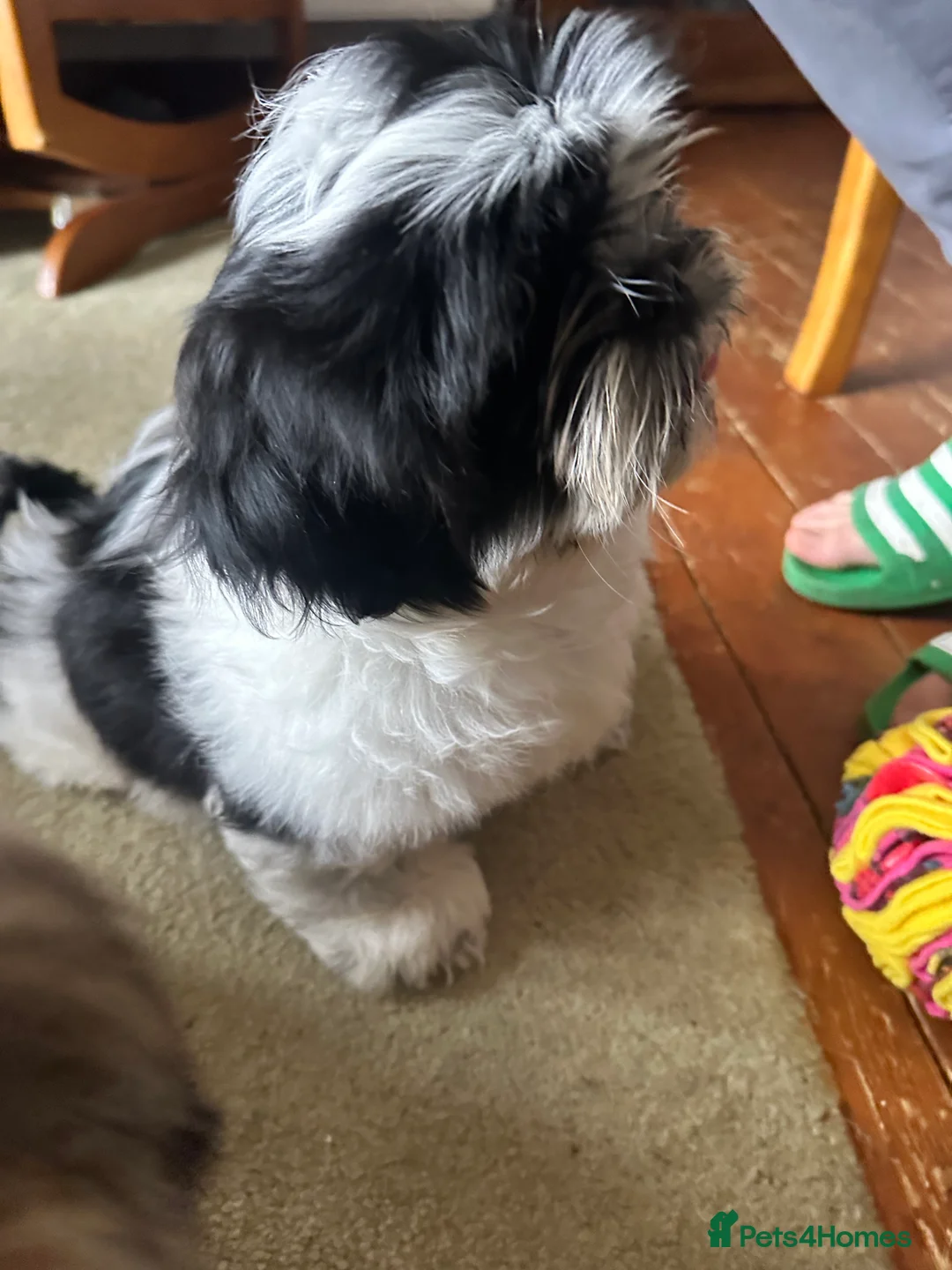 Shih Tzu dogs for sale: 1 male black & white Shih Tzu, 12 weeks - Advert 9