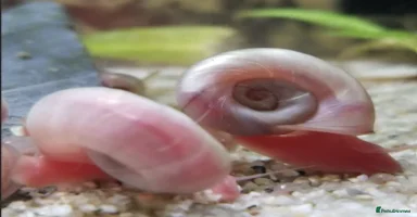 Snails invertebrates - Advert 5