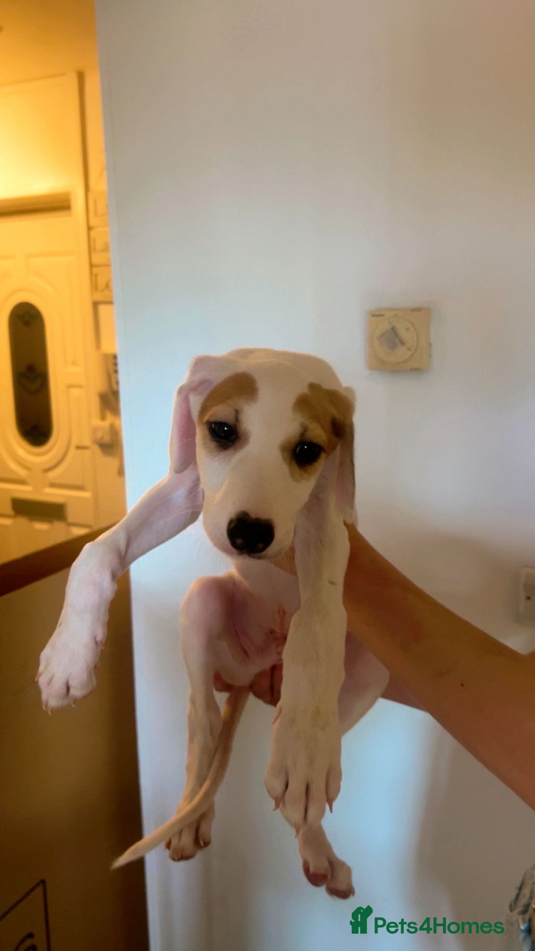Mixed Breed dogs for sale: Saluki greyhound  - Image 11