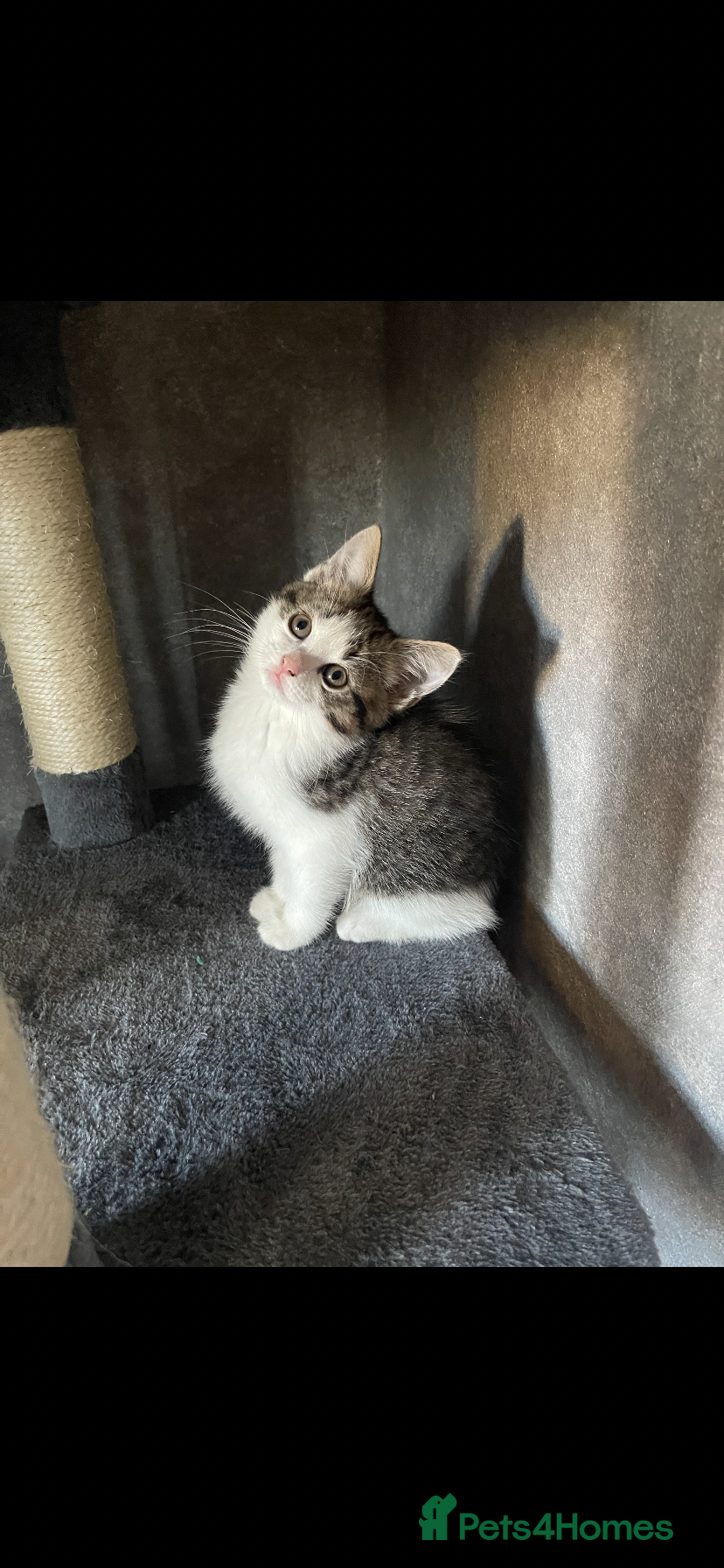 Mixed Breed cats 3 beautiful kittens  - Advert 9