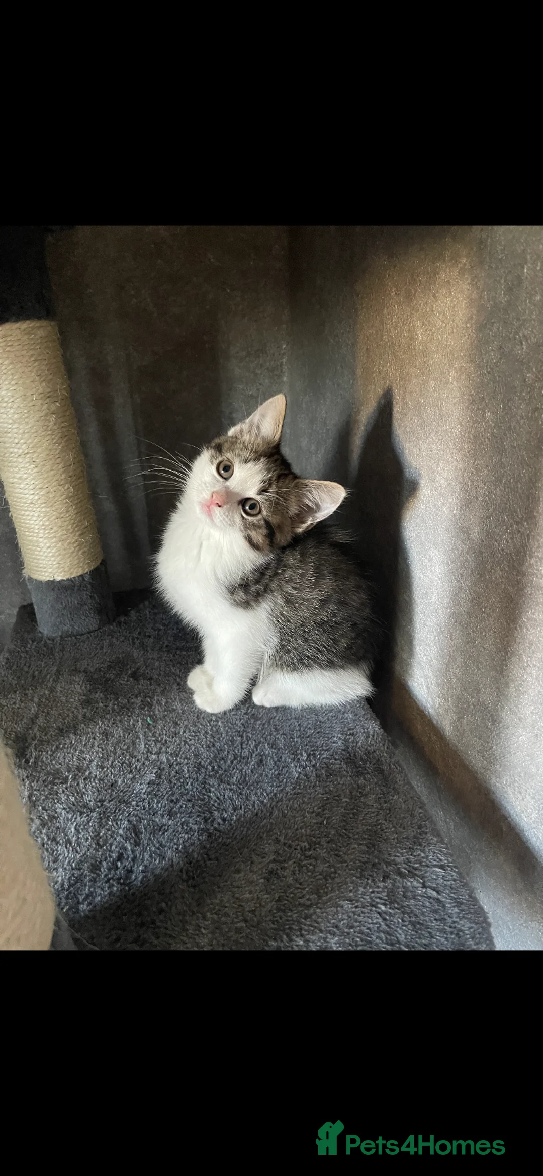 Mixed Breed cats for sale: 3 beautiful kittens  - Advert 1