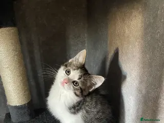 Mixed Breed cats 3 beautiful kittens - Advert 17