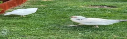 Chickens poultry for sale: 2 X light Sussex at POL - Advert 4