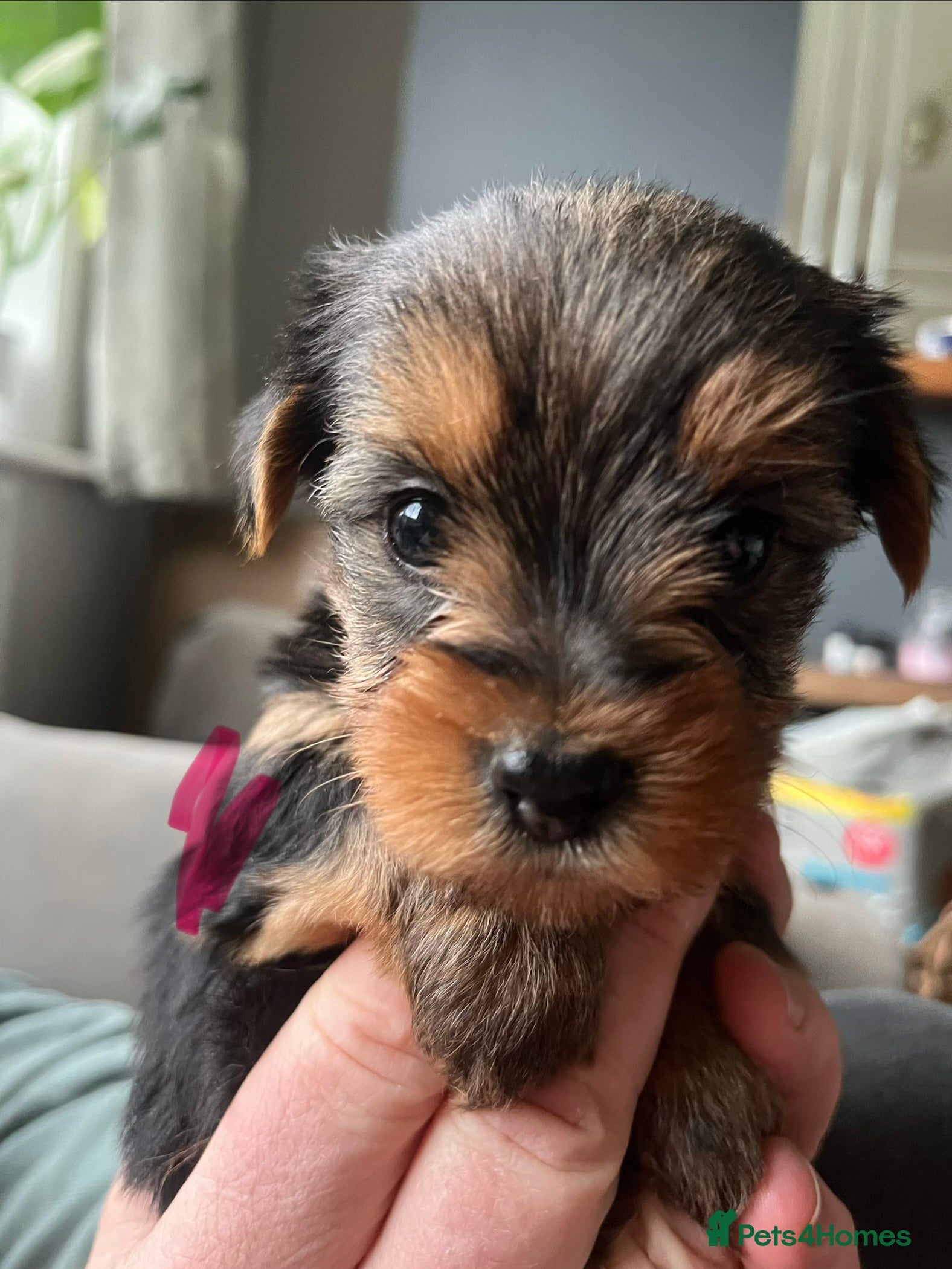 Yorkshire Terrier dogs Beautiful Yorkshire Terrier puppies - Advert 13