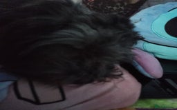 Mixed Breed dogs for sale: Female shit poo dog  - Image 4