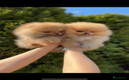 Pomeranian dogs for sale: Beautiful original pomeranians - Image 5