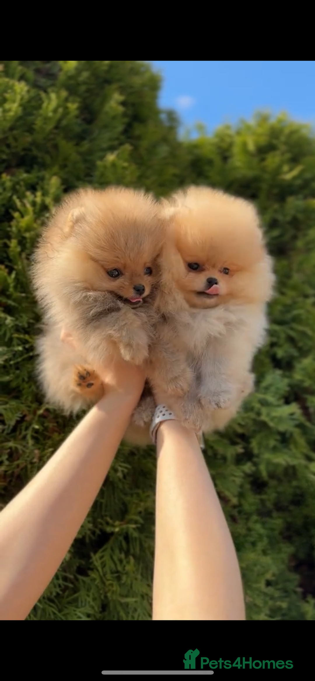 Pomeranian dogs for sale: Beautiful original pomeranians - Image 5