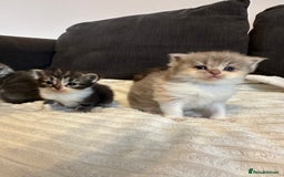 Mixed Breed cats for sale: Half ragdoll fluffy kittens  - Image 6