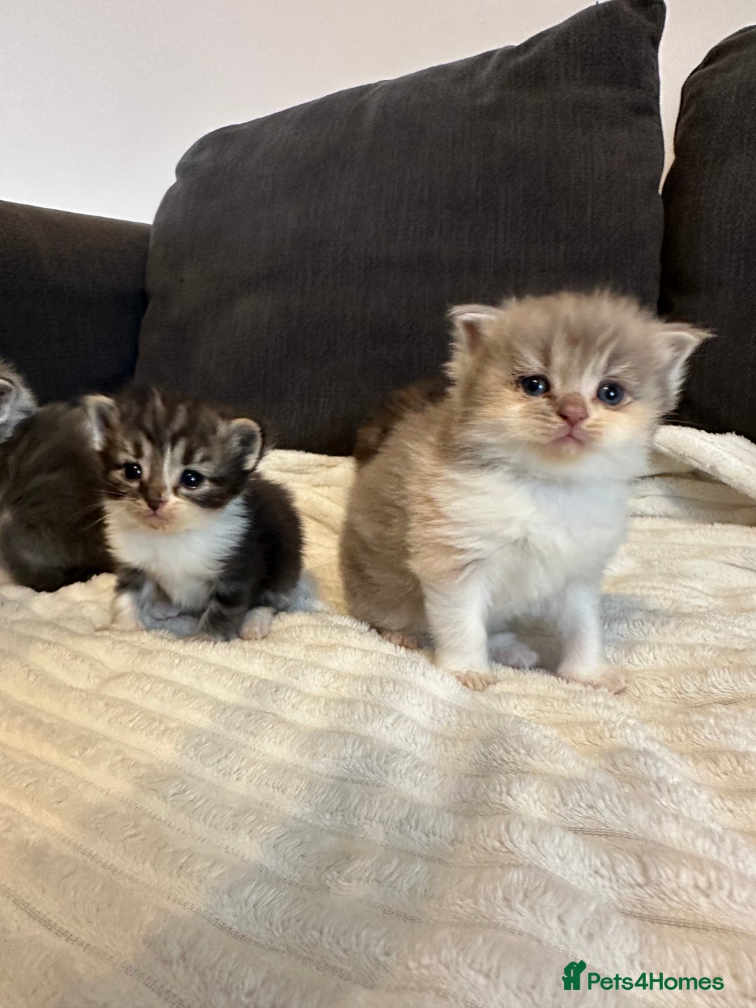 Mixed Breed cats for sale: Half ragdoll fluffy kittens  - Image 6