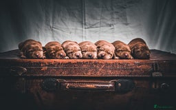 Labrador Retriever dogs for sale: Top Deep Red Quality Labrador KC Puppies - Image 1