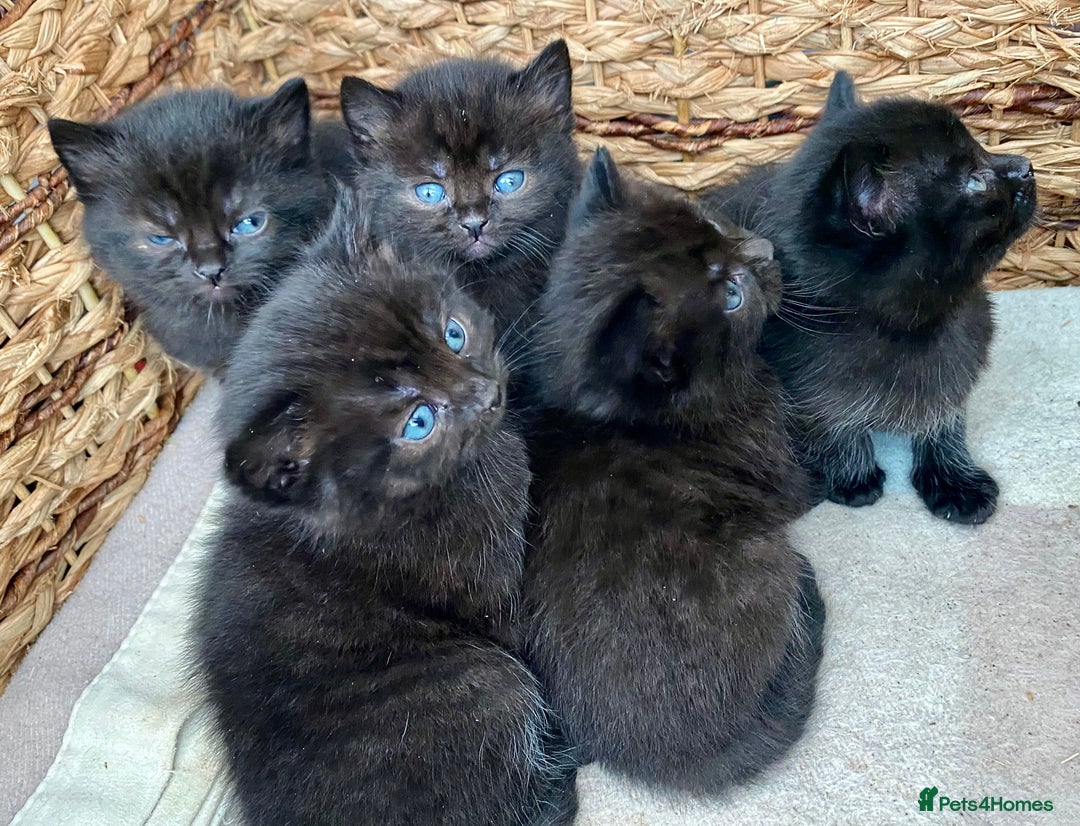 British Shorthair cats for sale: British shorthair black cross kittens  - Advert 12