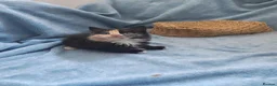 Mixed Breed cats for sale: Beautiful Kittens Videos in Barnsley - Advert 23