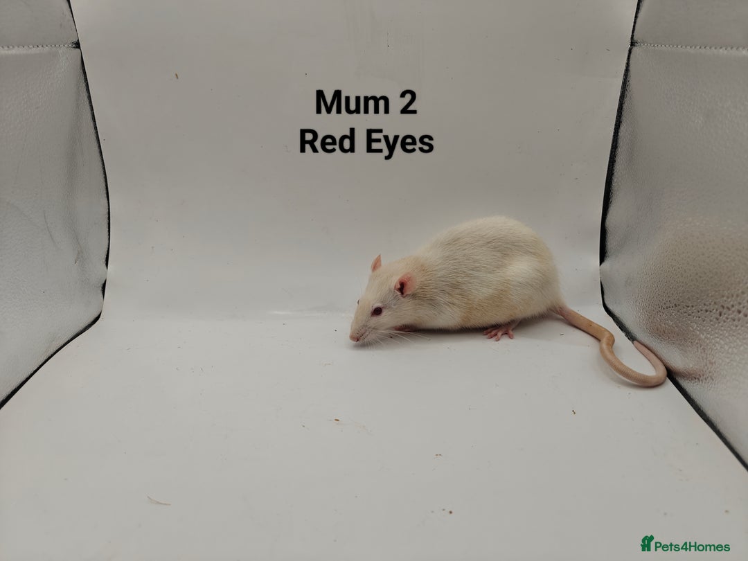Rat rodents for sale: OCT: 32 Rats (7 Rats: 4 Boys, 3 Girls Left) - Advert 32