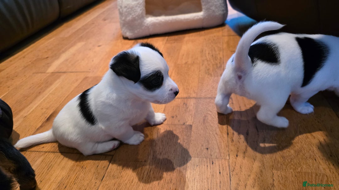 Jack Russell dogs for sale: Jack Russell puppies  - Image 14