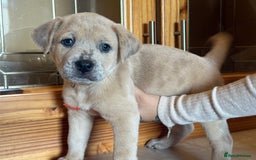 Mixed Breed dogs for sale: Chow chow x American bull dog  - Image 21