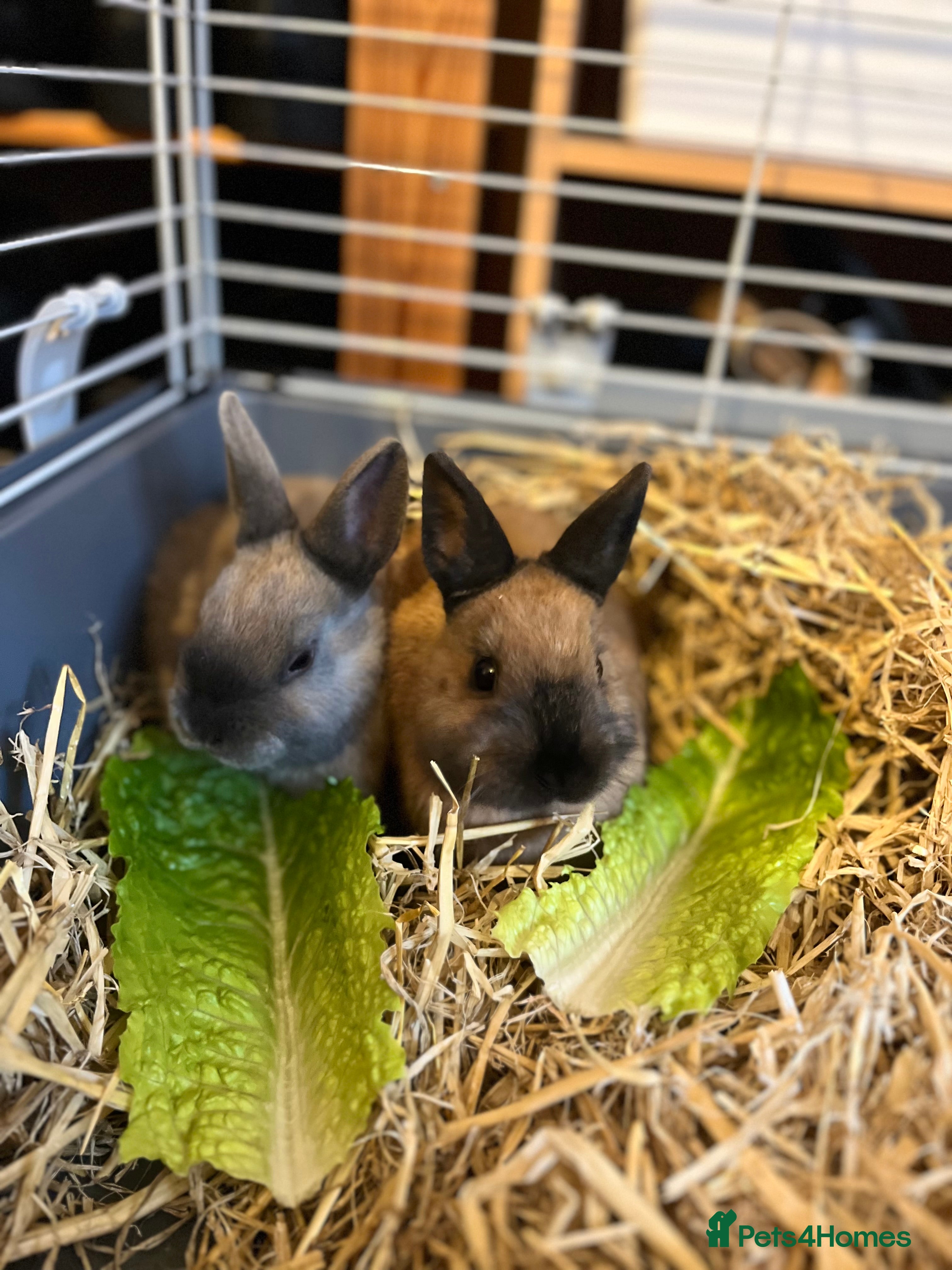 Netherland Dwarf rabbits 2 Male Netherlands dwarf rabbits  - Advert 3