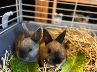 Netherland Dwarf rabbits 2 Male Netherlands dwarf rabbits - Advert 1