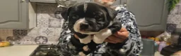 Staffordshire Bull Terrier dogs for sale: Staffordshire Bull Terrier KC Champion Lined - Advert 7