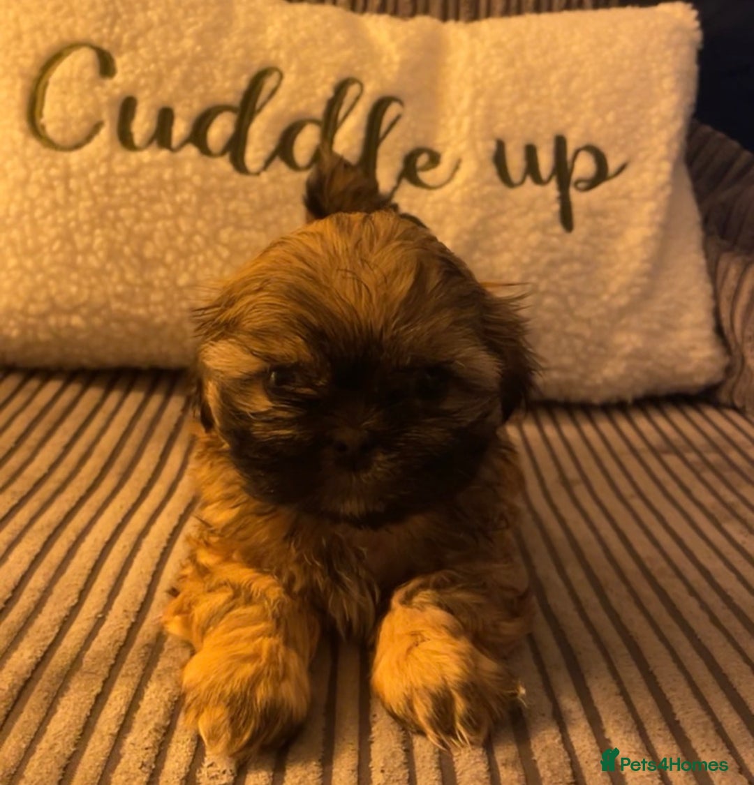 Shih Tzu dogs for sale: 6 week old Shih tzu puppies  - Advert 8