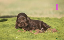 Cocker Spaniel dogs for sale: Show type cocker spaniel pups by Rosie - Image 6