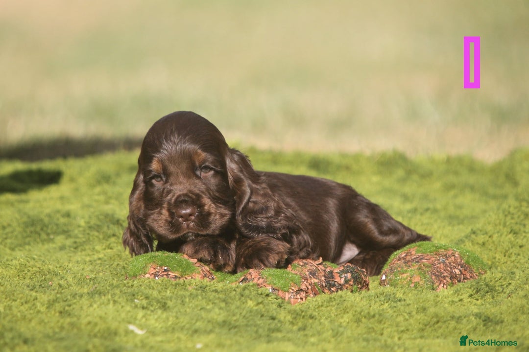 Cocker Spaniel dogs for sale: Show type cocker spaniel pups by Rosie - Image 6