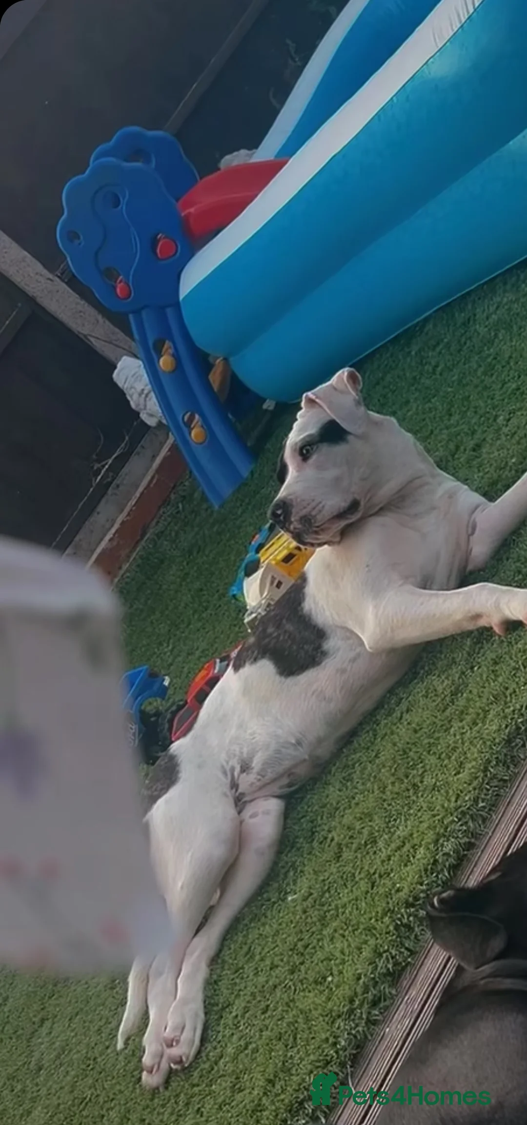 Mixed Breed dogs for sale: Beautiful female dog for sale - Advert 2