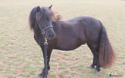 Shetland pony horses for sale: Billy -  black 3yo Shetland pony gelding. - Image 1